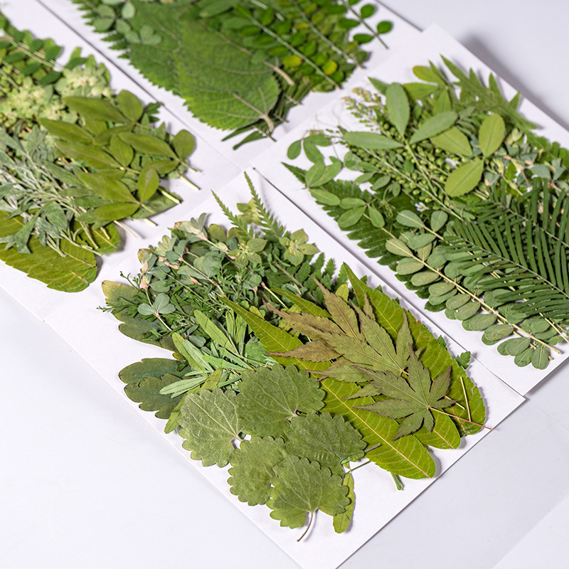 Dried Flower Bulk - 1Set 35 stücke Gepresste Getrocknete Blume